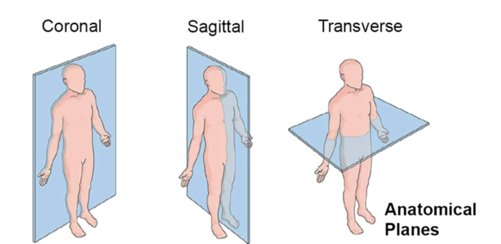 Diagram of planes of movement from Reily et al